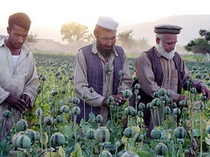 Liên hợp quốc hoan nghênh hiệp ước chống buôn bán ma túy tại Afghanistan